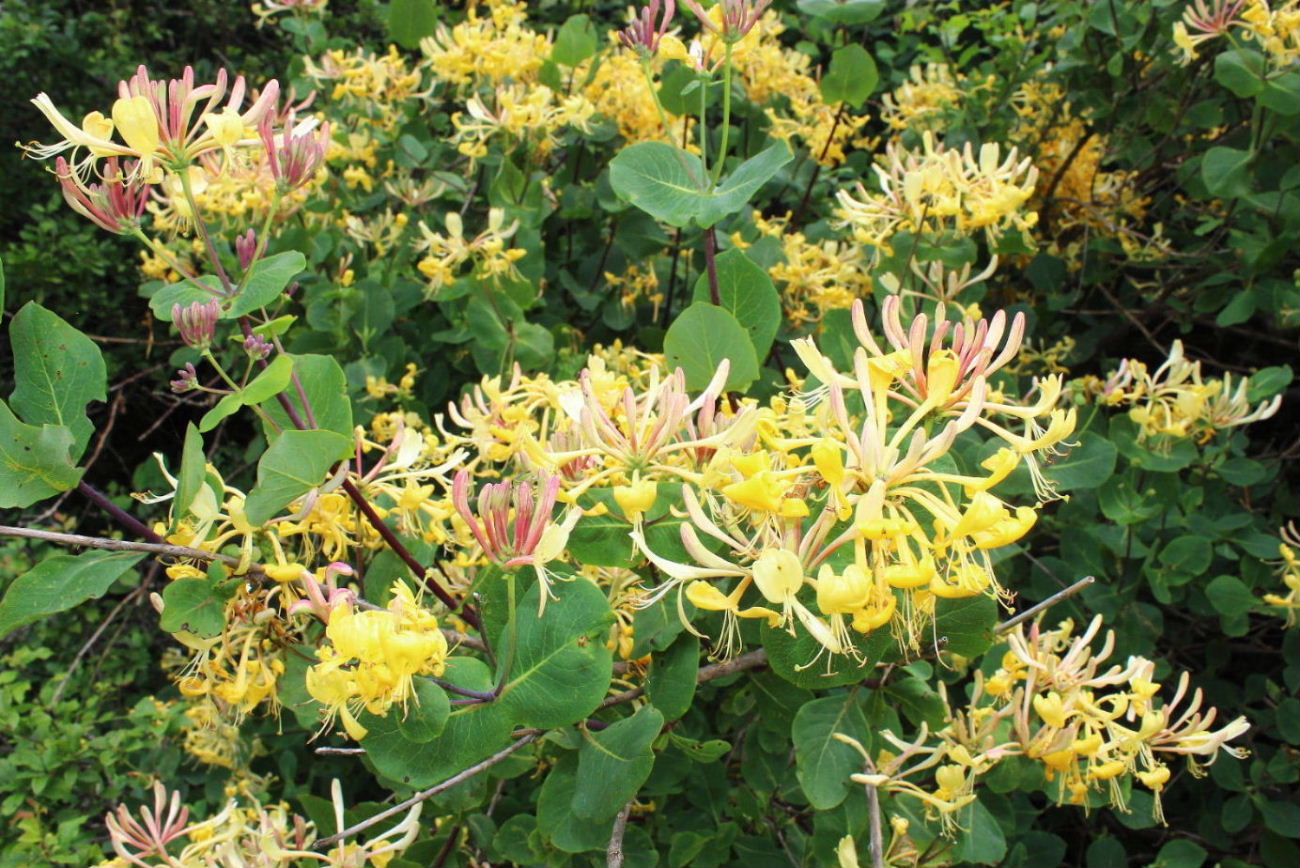 Lonicera etrusca / Caprifoglio etrusco